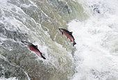FSH 01 TL0001 01
Two Coho (AKA Silver) Salmon Leaping Up River