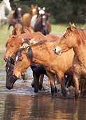 HOR 01 MB0230 01
Herd Of Spanish Mustangs Standing In Water