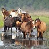 HOR 01 MB0231 01
Herd Of Spanish Mustangs Walking In Water