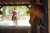 HOR 01 MB0242 01
Morgan Stallion Looking Out Stall Window At Man Riding Horse