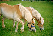 HOR 01 DB0003 01
Belgian Draft Mare And  Foal Grazing
