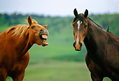 HOR 01 DB0007 01
Quarter Horse Braying At Other Horse