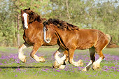 HOR 01 MB0003 01
Two Clydesdale Draft Horse Mares Cantering In Pasture With Purple Flowers