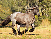 HOR 01 MB0017 01
Blue Roan Brabant Draft Horse Filly Cantering In Pasture