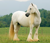 HOR 01 MB0021 01
Gypsy Vanner Horse Mare Standing In Pasture