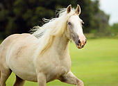 HOR 01 MB0022 01
Gypsy Vanner Horse Mare Trotting In Pasture