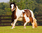 HOR 01 MB0032 01
Gypsy Vanner Mare And Foal Trotting In Pasture By Fence