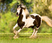 HOR 01 MB0034 01
Gypsy Vanner Filly Cantering In Pasture By Trees