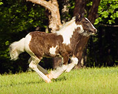 HOR 01 MB0037 01
Gypsy Vanner Foal Cantering In Pasture By Trees