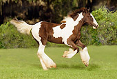 HOR 01 MB0038 01
Gypsy Vanner Foal Cantering In Pasture By Trees