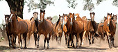 HOR 01 MB0046 01
Herd Of Mares Trotting Toward Camera By Tree
