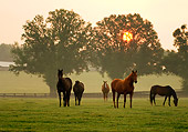 HOR 01 MB0066 01
Thoroughbred Mares Grazing In Pasture By Trees At Sunrise