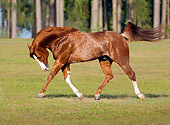 HOR 01 MB0067 01
Red Roan American Quarter Horse Stallion Trotting In Field