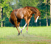 HOR 01 MB0068 01
Red Roan American Quarter Horse Stallion Bucking In Field