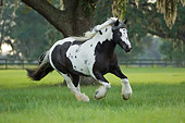 HOR 01 MB0069 01
Gypsy Vanner Horse Mare Cantering In Pasture Under Tree
