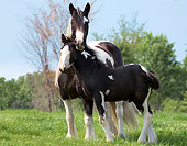 HOR 01 MB0082 01
Gypsy Vanner Horse Mare And Foal Standing In Pasture