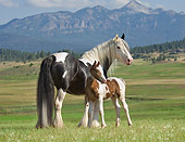 HOR 01 MB0083 01
Gypsy Vanner Horse Mare And Foal Standing In Pasture