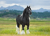 HOR 01 MB0116 01
Gypsy Vanner Stallion Standing In Pasture