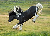HOR 01 MB0118 01
Gypsy Vanner Stallion Bucking In Pasture