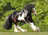 HOR 01 MB0122 01
Gypsy Vanner Stallion Cantering In Pasture