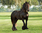 HOR 01 MB0130 01
Gypsy Vanner Stallion Walking In Pasture