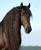 HOR 01 MB0137 01
Head Shot Of Friesian Horse