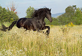 HOR 01 MB0140 01
Friesian Horse Cantering In Field
