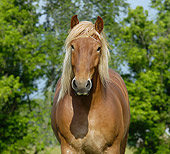 HOR 01 MB0156 01
Close-Up Of Belgian Draft Horse Standing In Pasture