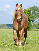 HOR 01 MB0157 01
Belgian Draft Horse Trotting In Pasture