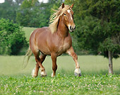 HOR 01 MB0159 01
Belgian Draft Horse Trotting In Pasture