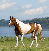 HOR 01 MB0174 01
Pinto Arabian Walking In Pasture By Lake