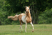 HOR 01 MB0175 01
Pinto Arabian Trotting In Pasture