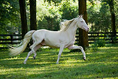 HOR 01 MB0185 01
Cremello Morgan Stallion Trotting In Pasture