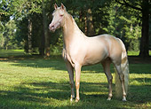 HOR 01 MB0186 01
Cremello Morgan Stallion Standing In Pasture