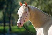 HOR 01 MB0187 01
Head Shot Of Cremello Morgan Stallion