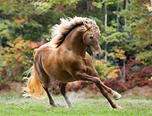 HOR 01 MB0192 01
Silver Dapple Rocky Mountain Horse Cantering In Pasture