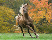HOR 01 MB0193 01
Silver Dapple Rocky Mountain Horse Cantering In Pasture
