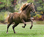 HOR 01 MB0194 01
Silver Dapple Rocky Mountain Horse Cantering In Pasture