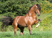 HOR 01 MB0203 01
Bay Andalusian Stallion Walking In Pasture