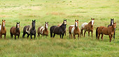 HOR 01 MB0222 01
Herd Of Horses Standing In Field