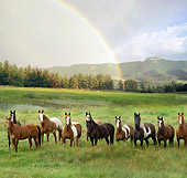 HOR 01 MB0223 01
Herd Of Horses Standing In Field Under Rainbow