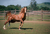 HOR 01 RK1438 24
Chestnut Arabian Stallion Trotting In Paddock