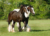 HOR 02 MB0005 01
Two Gypsy Vanner Horse Fillies Trotting In Pasture