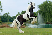 HOR 02 MB0008 01
Gypsy Vanner Horse Filly Rearing In Pasture By Pond