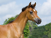 HOR 02 MB0012 01
Head Shot Of Bay Arabian Foal