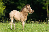 HOR 02 MB0021 01
Miniature Horse Foal Standing In Pasture