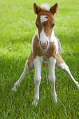 HOR 02 MB0026 01
Miniature Horse Foal Standing In Pasture Urinating