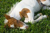 HOR 02 MB0028 01
Close-Up Of Miniature Horse Foal Sleeping In Pasture