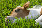 HOR 02 MB0029 01
Close-Up Of Miniature Horse Foal Sleeping In Pasture