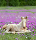 HOR 02 MB0030 01
Palomino Pony Foal Laying In Pasture Of Purple Flowers